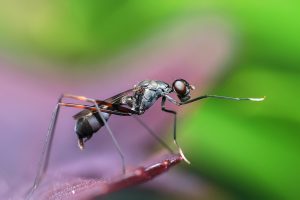 Quelles sont les méthodes pour se débarrasser des fourmis ?